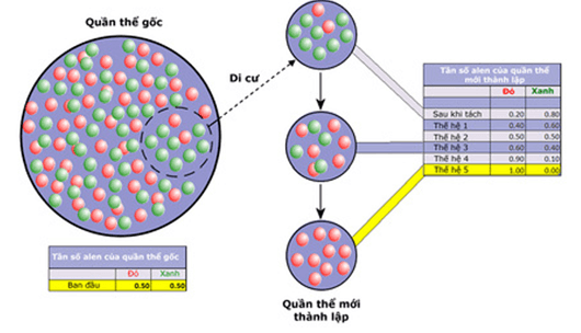 Lý thuyết Học thuyết tiến hoá tổng hợp hiện đại (Sinh 12 Kết nối tri thức Bài 21)