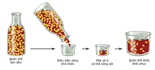 Lý thuyết Học thuyết tiến hoá tổng hợp hiện đại (Sinh 12 Kết nối tri thức Bài 21)