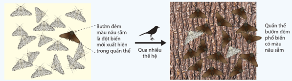 Lý thuyết Học thuyết tiến hoá tổng hợp hiện đại (Sinh 12 Kết nối tri thức Bài 21)