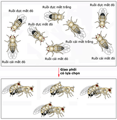 Lý thuyết Học thuyết tiến hoá tổng hợp hiện đại (Sinh 12 Kết nối tri thức Bài 21)
