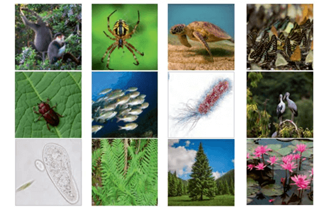 Lý thuyết Học thuyết tiến hoá tổng hợp hiện đại (Sinh 12 Kết nối tri thức Bài 21)