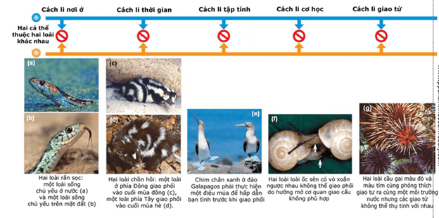 Lý thuyết Học thuyết tiến hoá tổng hợp hiện đại (Sinh 12 Kết nối tri thức Bài 21)