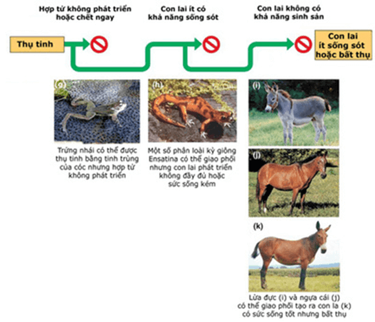 Lý thuyết Học thuyết tiến hoá tổng hợp hiện đại (Sinh 12 Kết nối tri thức Bài 21)