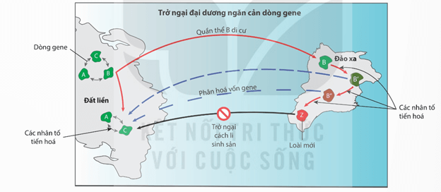 Lý thuyết Học thuyết tiến hoá tổng hợp hiện đại (Sinh 12 Kết nối tri thức Bài 21)