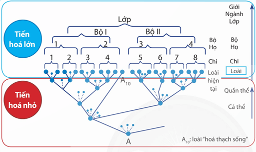 Lý thuyết Tiến hoá lớn và quá trình phát sinh chủng loại (Sinh 12 Kết nối tri thức Bài 22)
