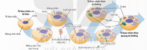 Lý thuyết Tiến hoá lớn và quá trình phát sinh chủng loại (Sinh 12 Kết nối tri thức Bài 22)