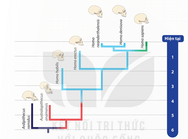 Lý thuyết Tiến hoá lớn và quá trình phát sinh chủng loại (Sinh 12 Kết nối tri thức Bài 22)