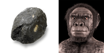 Lý thuyết Tiến hoá lớn và quá trình phát sinh chủng loại (Sinh 12 Kết nối tri thức Bài 22)