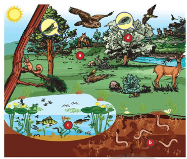 Lý thuyết Môi trường và các nhân tố sinh thái (Sinh 12 Kết nối tri thức Bài 23)