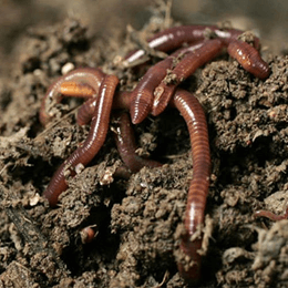 Lý thuyết Môi trường và các nhân tố sinh thái (Sinh 12 Kết nối tri thức Bài 23)