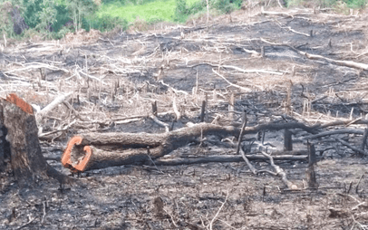 Lý thuyết Môi trường và các nhân tố sinh thái (Sinh 12 Kết nối tri thức Bài 23)