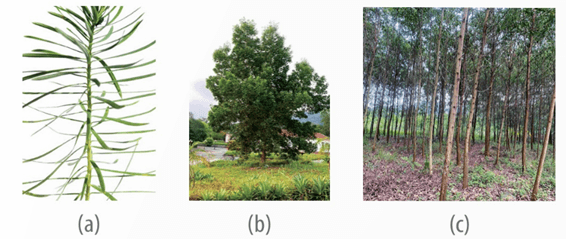 Lý thuyết Môi trường và các nhân tố sinh thái (Sinh 12 Kết nối tri thức Bài 23)