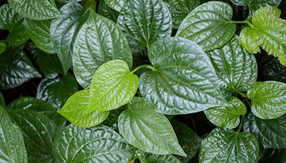 Lý thuyết Môi trường và các nhân tố sinh thái (Sinh 12 Kết nối tri thức Bài 23)