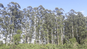 Lý thuyết Môi trường và các nhân tố sinh thái (Sinh 12 Kết nối tri thức Bài 23)