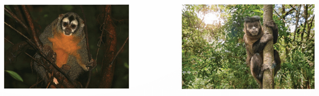 Lý thuyết Môi trường và các nhân tố sinh thái (Sinh 12 Kết nối tri thức Bài 23)