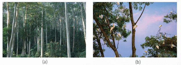 Lý thuyết Sinh thái học quần thể (Sinh 12 Kết nối tri thức Bài 24)