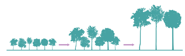 Lý thuyết Sinh thái học quần thể (Sinh 12 Kết nối tri thức Bài 24)