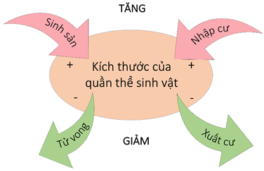 Lý thuyết Sinh thái học quần thể (Sinh 12 Kết nối tri thức Bài 24)