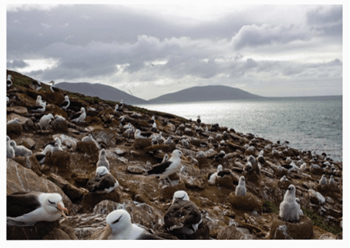 Lý thuyết Sinh thái học quần thể (Sinh 12 Kết nối tri thức Bài 24)