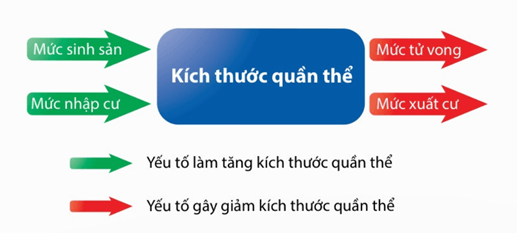Lý thuyết Sinh thái học quần thể (Sinh 12 Kết nối tri thức Bài 24)