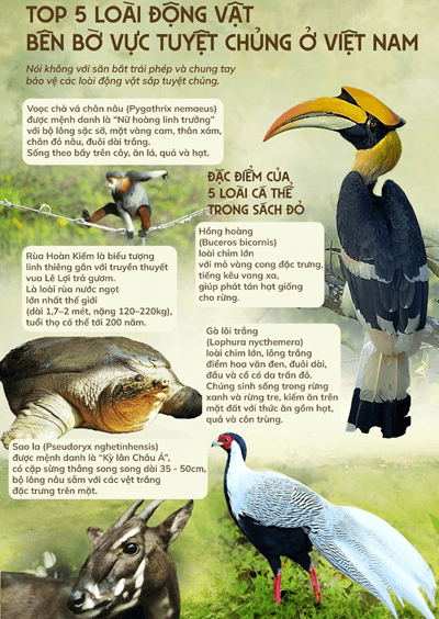 Lý thuyết Sinh thái học quần thể (Sinh 12 Kết nối tri thức Bài 24)