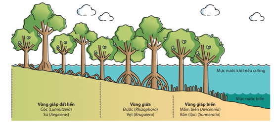 Lý thuyết Quần xã sinh vật (Sinh 12 Kết nối tri thức Bài 26)