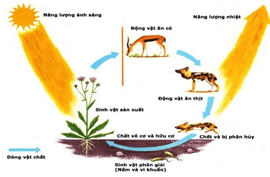 Lý thuyết Quần xã sinh vật (Sinh 12 Kết nối tri thức Bài 26)