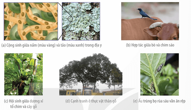 Lý thuyết Quần xã sinh vật (Sinh 12 Kết nối tri thức Bài 26)