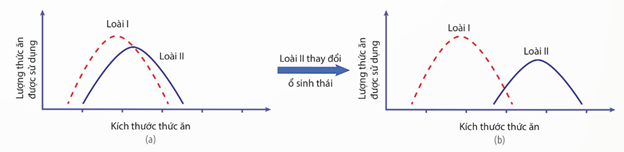 Lý thuyết Quần xã sinh vật (Sinh 12 Kết nối tri thức Bài 26)