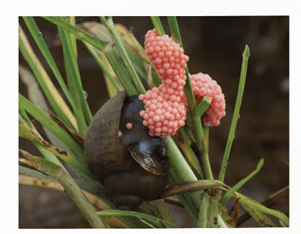 Lý thuyết Quần xã sinh vật (Sinh 12 Kết nối tri thức Bài 26)