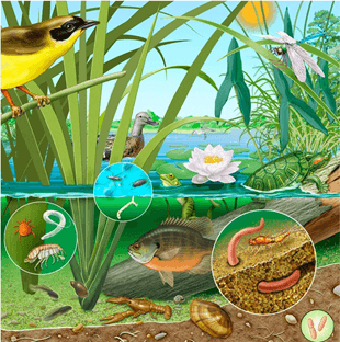 Lý thuyết Hệ sinh thái (Sinh 12 Kết nối tri thức Bài 28)