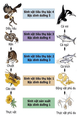 Lý thuyết Trao đổi vật chất và chuyển hoá năng lượng trong hệ sinh thái (Sinh 12 Kết nối tri thức Bài 29)