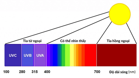 Lý thuyết Trao đổi vật chất và chuyển hoá năng lượng trong hệ sinh thái (Sinh 12 Kết nối tri thức Bài 29)