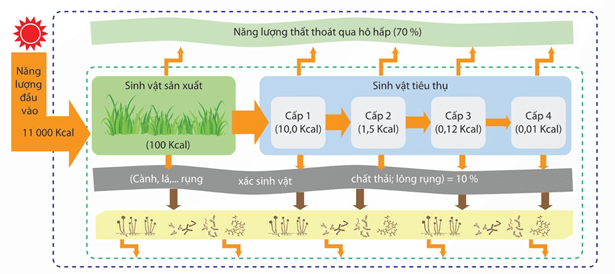 Lý thuyết Trao đổi vật chất và chuyển hoá năng lượng trong hệ sinh thái (Sinh 12 Kết nối tri thức Bài 29)