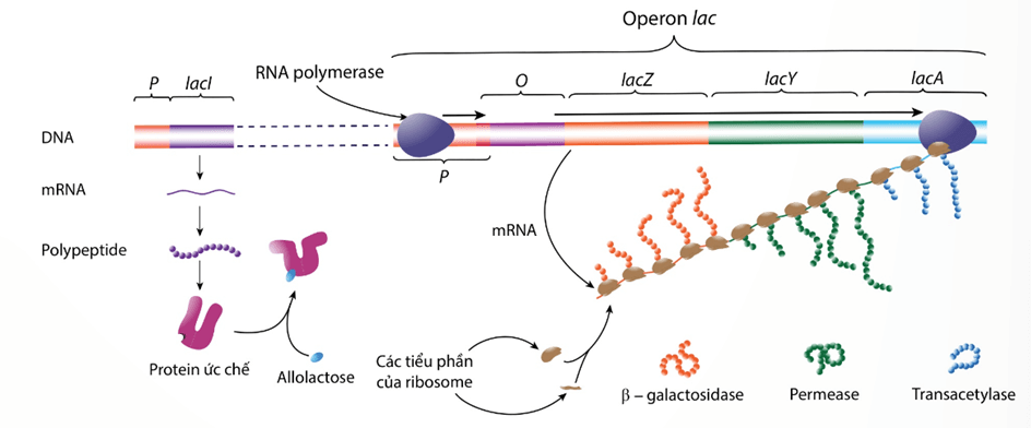 Lý thuyết Điều hoà biểu hiện gene (Sinh 12 Kết nối tri thức Bài 3)