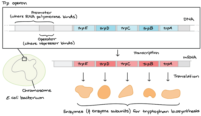 Lý thuyết Điều hoà biểu hiện gene (Sinh 12 Kết nối tri thức Bài 3)