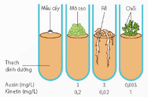 Lý thuyết Điều hoà biểu hiện gene (Sinh 12 Kết nối tri thức Bài 3)