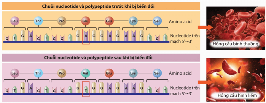 Lý thuyết Đột biến gene (Sinh 12 Kết nối tri thức Bài 4)
