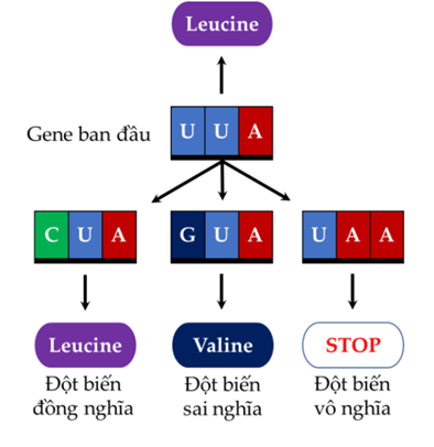 Lý thuyết Đột biến gene (Sinh 12 Kết nối tri thức Bài 4)