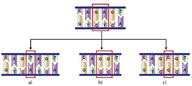 Lý thuyết Đột biến gene (Sinh 12 Kết nối tri thức Bài 4)