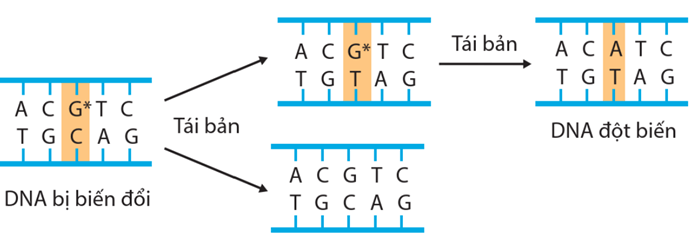 Lý thuyết Đột biến gene (Sinh 12 Kết nối tri thức Bài 4)