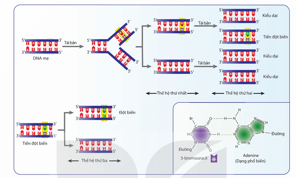Lý thuyết Đột biến gene (Sinh 12 Kết nối tri thức Bài 4)