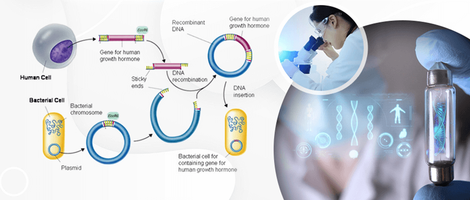 Lý thuyết Công nghệ di truyền (Sinh 12 Kết nối tri thức Bài 5)