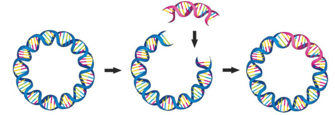 Lý thuyết Công nghệ di truyền (Sinh 12 Kết nối tri thức Bài 5)