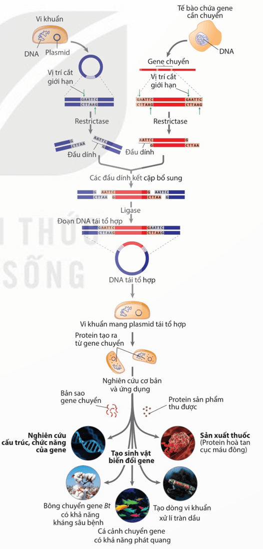 Lý thuyết Công nghệ di truyền (Sinh 12 Kết nối tri thức Bài 5)
