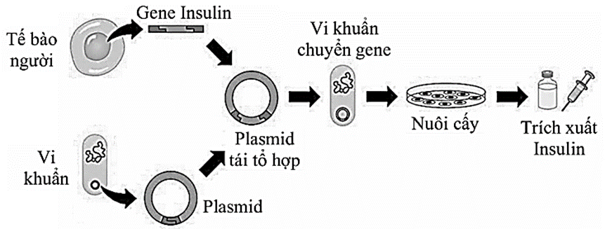 Lý thuyết Công nghệ di truyền (Sinh 12 Kết nối tri thức Bài 5)