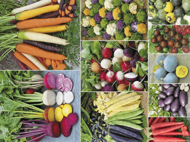 Lý thuyết Công nghệ di truyền (Sinh 12 Kết nối tri thức Bài 5)