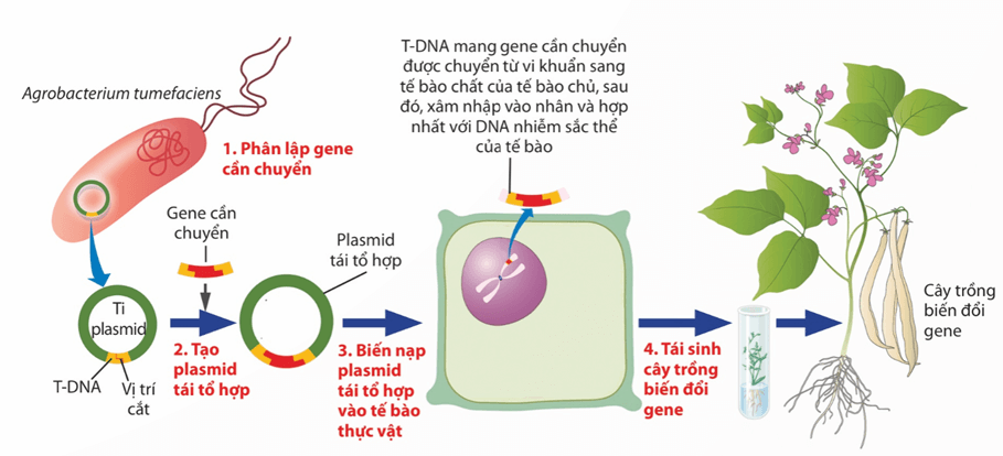 Lý thuyết Công nghệ di truyền (Sinh 12 Kết nối tri thức Bài 5)
