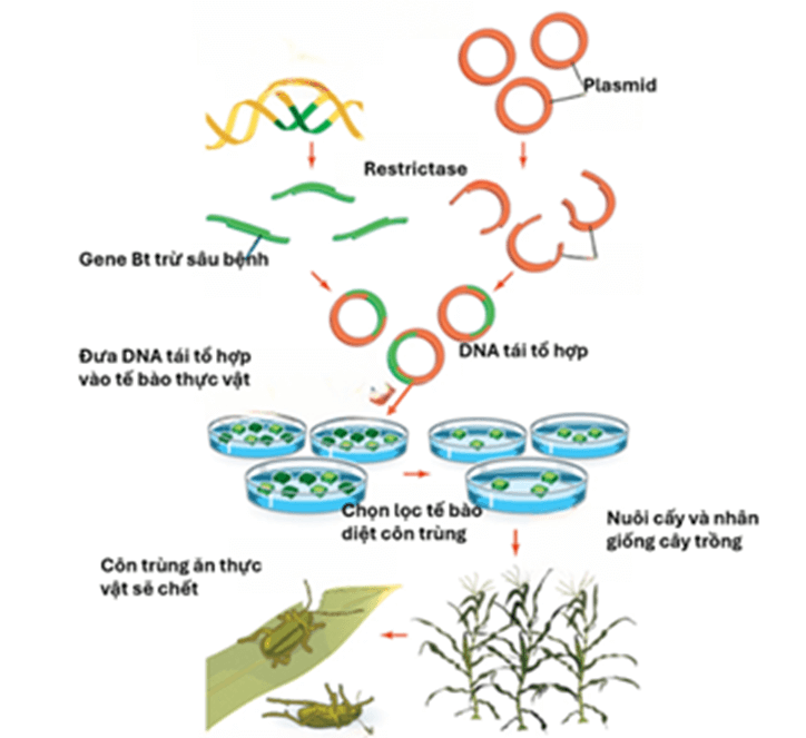 Lý thuyết Công nghệ di truyền (Sinh 12 Kết nối tri thức Bài 5)