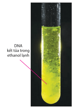 Lý thuyết Thực hành: Tách chiết DNA (Sinh 12 Kết nối tri thức Bài 6)